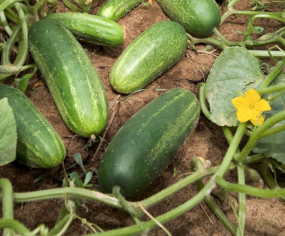 Large Cucumber Heirloom Vegetable - for planting in home garden